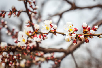 the beauty of apricot blossom in spring