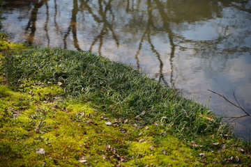 KYOTO BOTANICAL GARDEN