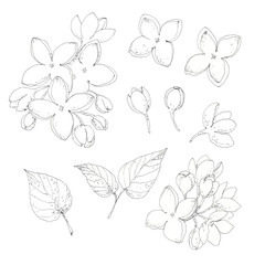 Set of spring blooming lilac isolated on white. Black ink vintage botanical hand drawn illustration. Realistic floral blossom design elements - flowers, leaves.