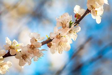 the beauty of apricot blossom in spring