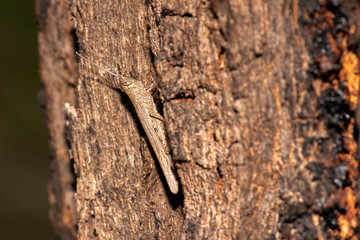 Common Grasshopper also known as Pardillana limbata