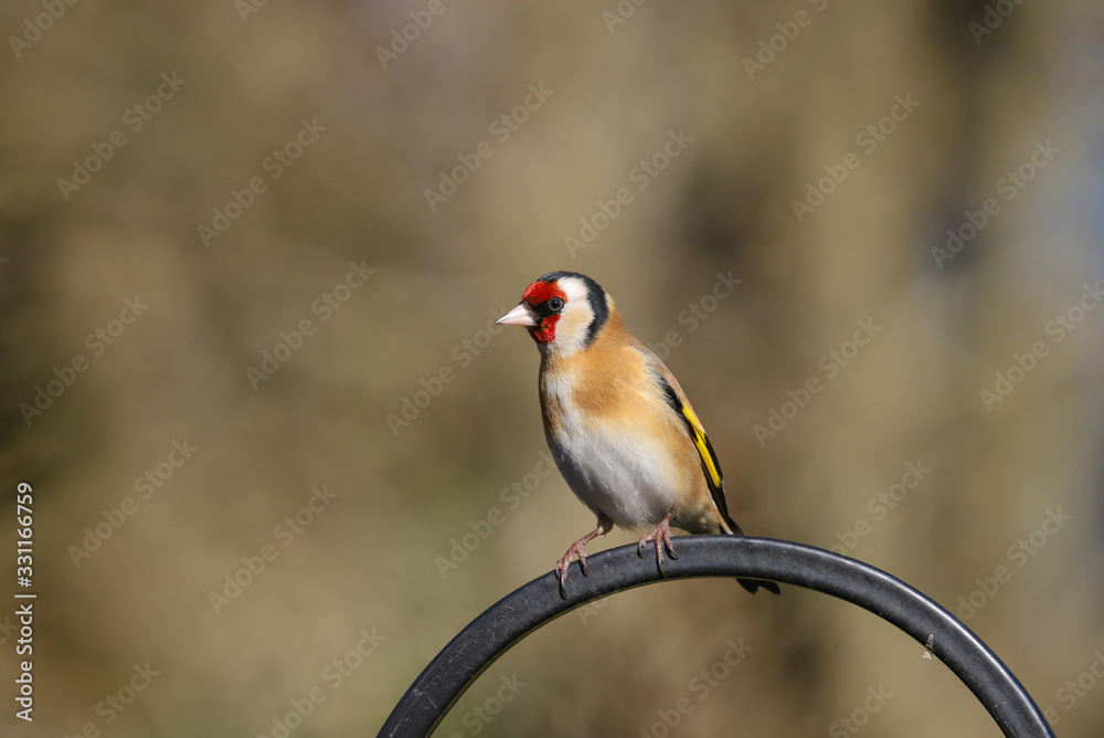 Wall mural Adult Goldfinch (Carduelis carduelis) bird perched.  