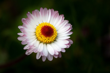 Obraz premium PÂQUERETTES