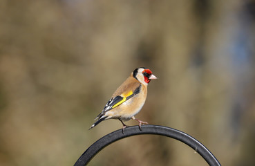 Adult Goldfinch (Carduelis carduelis) bird perched.  
