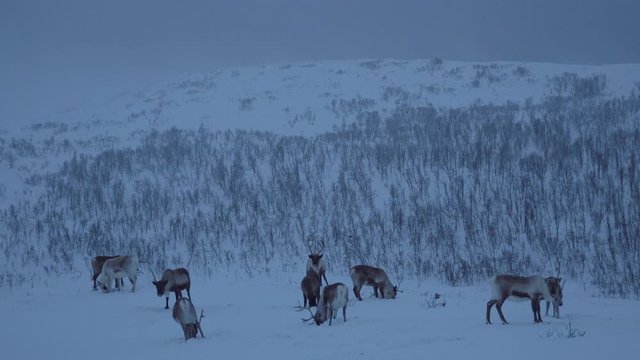 A herd of reindeer grazing at dusk in a snowy scenery
