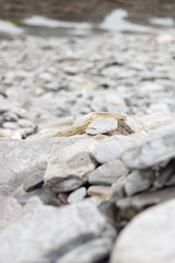 wallpaper of various gray rocks of different sizes on the sea coast