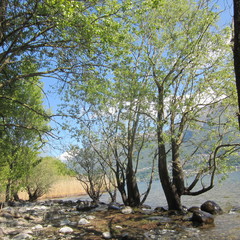 Trees on the water