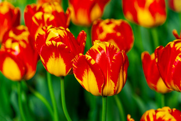 Fototapeta premium Colorful tulip flowers on a flowerbed on a sunny day of the spring season. Play of light and shadows on petals. Positive floral décor or background for your project.