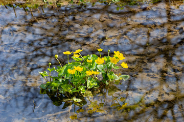 Marsh marigold with yellow flowers growing in the water reflecting trees, Caltha palustris or Sumpfdotterblume