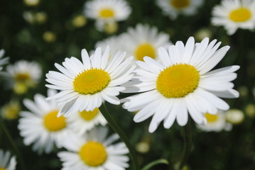 Obraz premium Garden camomile flowers, field with camomiles, camomile closeup, natural antiseptic