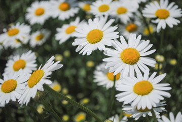 Fototapeta premium Garden camomile flowers, field with camomiles, camomile closeup, natural antiseptic