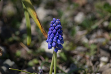 Muscari