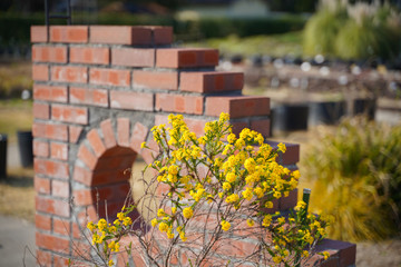 KYOTO BOTANICAL GARDEN