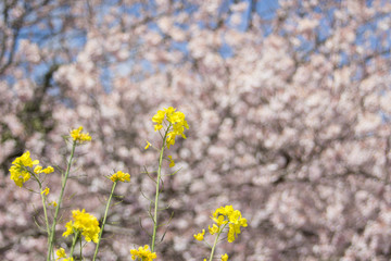 Rape blossoms with cherry brossoms