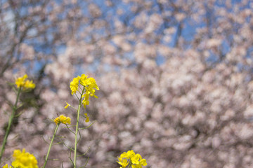 Rape blossoms with cherry brossoms