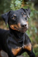 terrier posing outdoors in beautiful greenery