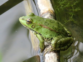 A frog in the water and in the reeds on the river Bank