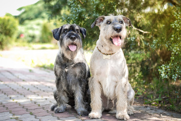 mittel schnauzer posing outdoors portrait outdoors