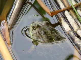 A frog in the water and in the reeds on the river Bank