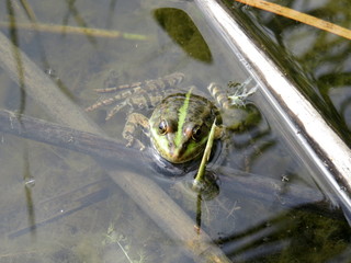 A frog in the water and in the reeds on the river Bank