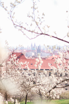 Spring in Prague, Petrin, Petrin Garden, Czech Republic, Prazske Jaro, Jaro v Praze