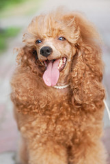 beautiful noble poodle smiling and posing in the street photo