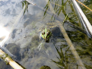 A frog in the water and in the reeds on the river Bank