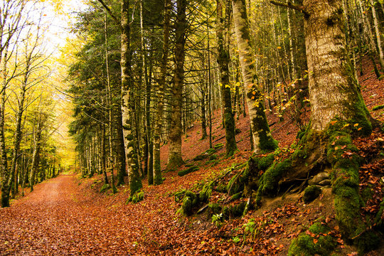 Selva de Irati