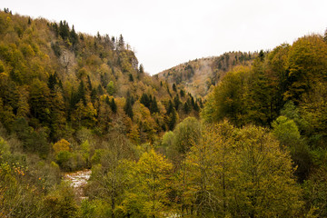 Fototapeta na wymiar Selva de Irati