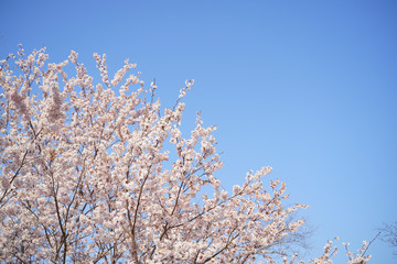KYOTO BOTANICAL GARDEN