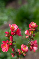 Spring border, background art with red cherry blossoms. Blooming blossom sakura tree over green sunny bokeh. Easter sunny day. Spring flowers. Springtime. Easter and spring greeting cards, copy space