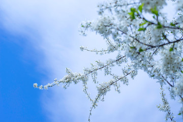 Spring border, background art with white blossom. Blooming blossom cherry tree over blue sunny sky bokeh. Easter sunny day. Spring flowers. Springtime. For easter and spring greeting cards, copy space