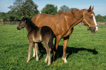 Naklejka na ściany i meble Jument, poulin, cheval, race Selle Francais