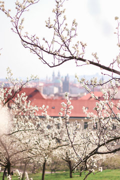 Spring in Prague, Petrin, Petrin Garden, Czech Republic, Prazske Jaro, Jaro v Praze