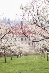 Spring in Prague, Petrin, Petrin Garden, Czech Republic, Prazske Jaro, Jaro v Praze