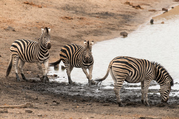 Fototapeta na wymiar Zèbre de Burchell, Equus quagga, Parc national Kruger, Afrique du Sud