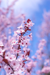 Spring border, background art with pink blossom. Blooming blossom sakura tree over blue sunny sky bokeh. Easter sunny day. Spring flowers. Springtime. For easter and spring greeting cards, copy space