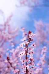 Spring border, background art with pink blossom. Blooming blossom sakura tree over blue sunny sky bokeh. Easter sunny day. Spring flowers. Springtime. For easter and spring greeting cards, copy space