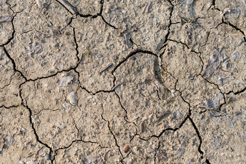 Fototapeta premium dry cracked earth for backgrounds