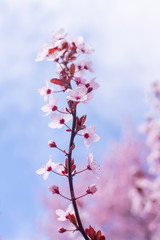 Spring border, background art with pink blossom. Blooming blossom sakura tree over blue sunny sky bokeh. Easter sunny day. Spring flowers. Springtime. For easter and spring greeting cards, copy space