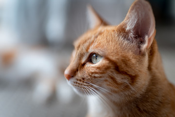 primer plano de los ojos verdes de un gato atigrado. vista del perfil