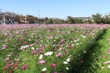 畑一面にピンクや白に咲いたコスモスの花。
