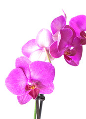 Fototapeta na wymiar Orchid purple colors