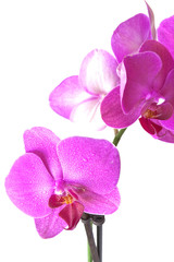 Orchid purple colors