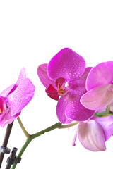 Orchid purple colors