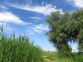 A tree and young green reeds against a blue sky