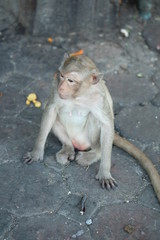 Monkey in Thailand