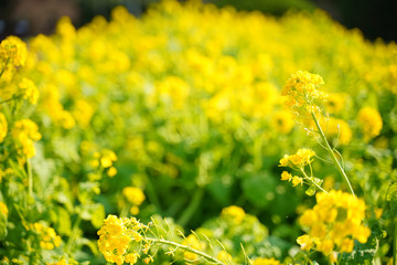 Fototapeta premium KYOTO BOTANICAL GARDEN
