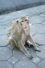 The Monkey in Thailand