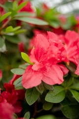 Beautiful vibrant azalea flower tree blooming in the botanical garden, in Kyiv